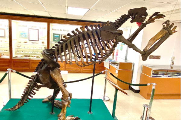 Image of giant ground sloth skeleton in the Orton Geological Museum nicknamed 'Jeff' from the side