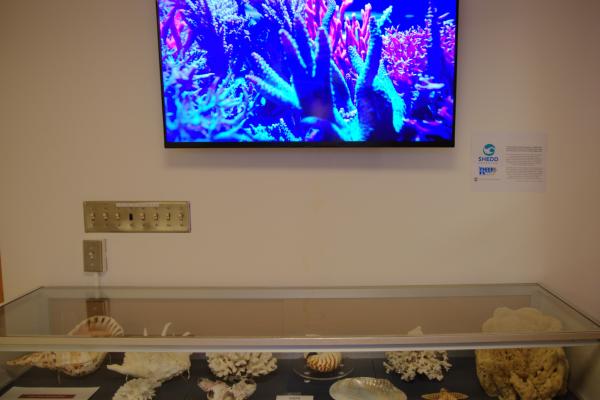 A coral livestream and corals on display at the Orton Geological Museum.